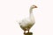 Pekin duck isolated