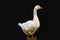 Pekin duck isolated