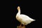 Pekin duck isolated