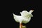 Pekin duck isolated