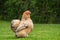 Pekin hen chicken seen in a large private garden in early summer.