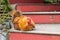 Pekin rooster sitting on stairs