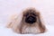 Pekinese