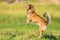 Pekinese-chihuahua dog jumps on a meadow