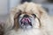 Pekinese dog close up