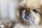 Pekinese dog close up