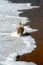 Pekinese dog running on beach ocean waves