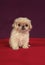 Pekinese puppy sit