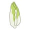 Peking cabbage is drawn by one continuous line. A healthy vegetable. The object is drawn with a single line in the