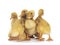 Peking Duck chicks on white background