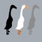 Peking duck vector illustration Flat set