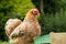 Peking hen chicken seen on a well maintained lawn in early summer