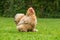 Peking hen chicken seen on a well maintained lawn in early summer