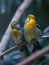 Peking robin birds on the bench