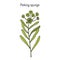 Peking spurge Euphorbia pekinensis , medicinal plant