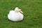 Peking white duck sits on green lawn in spring, summer. Fattened beautiful duck