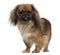 Pekingese, 2 and a half years old, standing