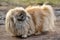 Pekingese