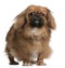 Pekingese, 8 months old, standing