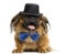 Pekingese with a bow tie and top hat, lying and panting