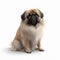 Pekingese breed dog isolated on a clean white background