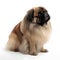 Pekingese breed dog isolated on a clean white background