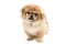 Pekingese brown cute little lapdog