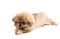 Pekingese brown cute little lapdog