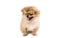 Pekingese brown cute little lapdog