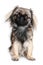 Pekingese dog