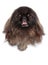 Pekingese Dog