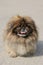 Pekingese Dog