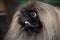 Pekingese dog