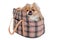 Pekingese dog in bag on a clean white background