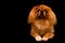 Pekingese dog with black background