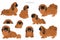 Pekingese dog clipart. Different poses, coat colors set