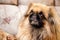 Pekingese dog close-up animal