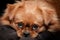 Pekingese dog face