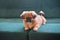 Pekingese. Dog fashion. Beautiful small dogs dressed and posing