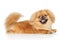 Pekingese dog in front of white background