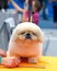 A pekingese dog on grooming table