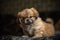 Pekingese dog at home. Little tiny pappy - adoption