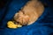 Pekingese dog at home. Little tiny pappy - adoption
