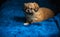 Pekingese dog at home. Little tiny pappy - adoption