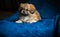 Pekingese dog at home. Little tiny pappy - adoption