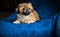 Pekingese dog at home. Little tiny pappy - adoption