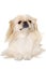 Pekingese dog isolated on a white background