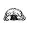 Pekingese dog - Lying dog vector stock isolated illustration on white background.