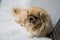 Pekingese dog male