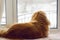 Pekingese dog, pet lifestyle